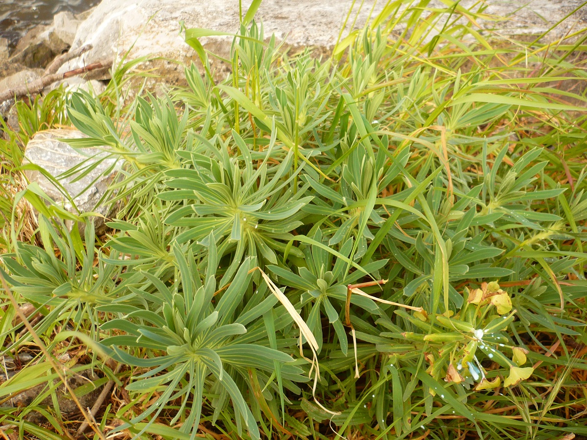 Euphorbia characias subsp. characias (Euphorbiaceae)